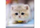 Munchkin cats for sale now