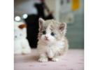 Munchkin cat for sale -CA