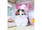 Munchkin cat for sale (Texas)