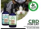 Boost Your Cat's Health with Premium CBD for Cats!