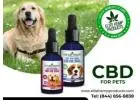 CBD for Dogs That Brings Tail-Wagging Relief