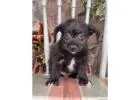 Brandy – Corgipoo Puppy