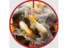 Termite Pest Control | Bug Free Pest Control