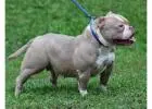 American Bully and American Pitbull Terrier Puppies for sale |