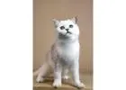 British Shorthair Kitten for Sale – Health Guarantee + Champion Lineage