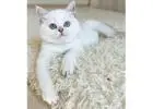 FOR SALE: Show-Quality British Shorthair Female – Blue Eyes, Champion Bloodline
