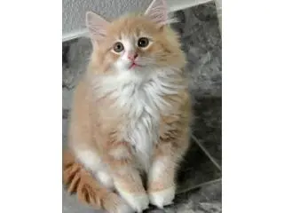 Adorable Siberian Kittens ready for new home. Adorable Siberian Kittens ready for new home.