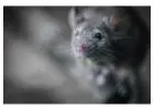 Rodent Control Newcastle | CPR Pest Services