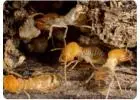 Termite Control Sydney | Knockdown Pest Control