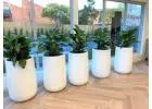 Hire Plants for Offices and Events to Create a Fresh Green Environment