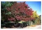 Redmond American Linden Tree