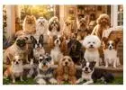 Top 10+ Friendliest Dog Breeds That Love Everyone They Meet