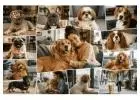 Top 10 Best Dogs for First-Time Owners Who Live Alone