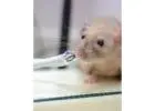 Reliable Rodent Protection for Homes and Offices