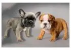 Französische & Englische Bulldoggen – Direkt vom Züchter!
