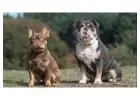 Ihr neuer bester Freund wartet – Bulldoggen-Welpen zu vergeben!