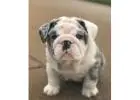 Englische Bulldoggen Welpen Zu Verkaufen – Liebevolle Bulldoggen Für Die Ganze Familie