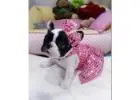 Wunderschöne Englische Bulldoggen Welpen Suchen Ein Neues Zuhause