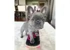 Familienfreundliche Bulldoggen Welpen Mit Liebe Aufgezogen