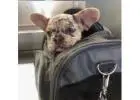 Französische Bulldoggen – Jetzt Ihren Traumwelpen finden!