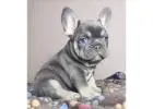 Mini Französische Bulldoggen – Kleine Hunde, Großes Herz!