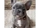 Zuckersüße Mini Bulldoggen – Direkt vom Züchter erhältlich!