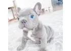 Mini Bulldoggen Welpen – Ihr perfekter kleiner Begleiter wartet!