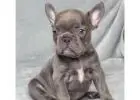 Gesunde Mini Bulldoggen & Englische Welpen – Jetzt anfragen!
