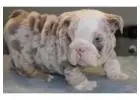 Bulldoggen Welpen mit Papieren – Jetzt verfügbar!