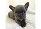 Gesunde & Liebevolle Bulldoggen Welpen – Jetzt Ihren Liebling finden!