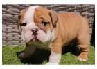 Englische Bulldoggen – Jetzt Ihren Traumwelpen nach Hause holen!