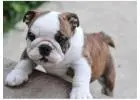Englische Bulldoggen Welpen – Gesund, Geprüft & Mit Papieren!