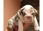 Gesunde Englische Bulldoggen – Jetzt Ihren Liebling finden!
