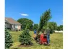 Shop Oak Trees Online | Free Delivery, Planting & 1-Year Warranty