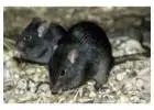 Affordable Rodent Solutions Across Melbourne