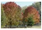 Tree Planting | Trees for Sale | Buy Direct from Farm with Delivery