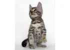 Wildschöne Bengal Katzen – Züchter direkt, mit Stammbaum
