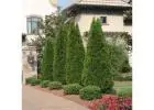 Bald Cypress Tree | Buy Online with Free Delivery & Planting