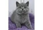 Britisch Kurzhaar Kitten gesucht? Hier werden Sie fündig!