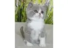 Charmante Britisch Kurzhaar Katzen – Züchter direkt, geprüfte Gesundheit