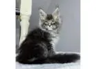 Maine Coon Kätzchen kaufen – Reinrassig, gesund & sozialisiert