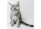 Maine Coon Kitten gesucht? Hier werden Sie fündig!