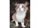 Ragdoll-Kätzchen zu verkaufen – Traumhaft schön & anschmiegsam