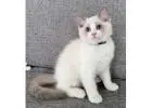 Ragdoll-Kätzchen kaufen – Reinrassig, gesund & liebevoll sozialisiert