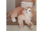Scottish Fold Kätzchen zu verkaufen – Einzigartig mit Knopfohren