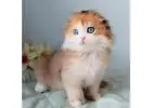 Scottish Fold kaufen – Reinrassig, gesundheitsgeprüft & sozialisiert