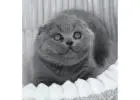 Scottish Fold Kitten gesucht? Hier werden Sie fündig!