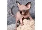 Sphynx-Kätzchen kaufen – Reinrassig, gesund & voller Persönlichkeit