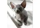Sphynx Kitten gesucht? Hier werden Sie fündig!