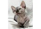 Außergewöhnliche Sphynx Katzen – Züchter direkt, geprüfte Gesundheit